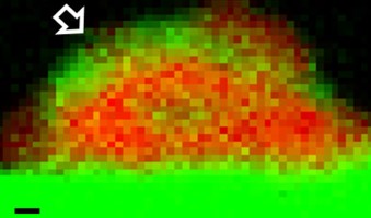 Palladium particle (red) shown supported on tin oxide (green) before heat treatment. Image source: Lehigh University. 
