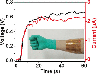 Taking advantage of the thermogalvanic effect, researchers were able to produce 0.7 volts and about 0.3 &micro;W from body heat in a 5&deg; Celsius environment. Image credit: Wiley.