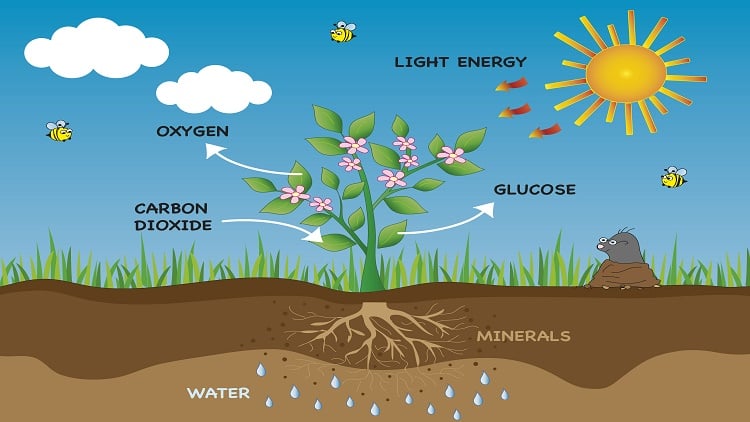 The road to artificial photosynthesis | GlobalSpec