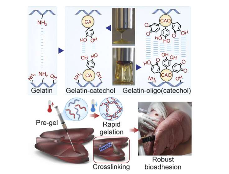Graphical abstract. Source: Cell Reports Physical Science (2023). DOI: 10.1016/j.xcrp.2023.101259