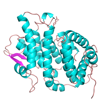 The Shirley Temple protein: This is the first time a protein structure with such a fold has been found. Source: CSIRO