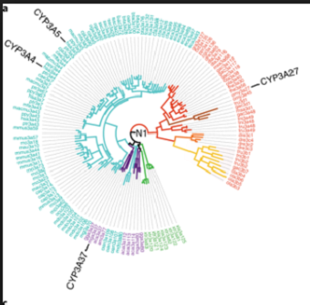 Phylogeny of the 138 sequences of extant CYP3 enzymes used to reconstruct the last vertebrate common ancestor. Source: University of Queensland
