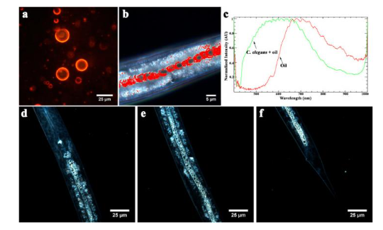 Dark-field image of crude oil droplets (a) and hyperspectral dark-field image of nematode intestine merged with hyperspectral crude oil mapping (b), obtained using reflected light spectra of intact crude oil and oil in intestine of C. elegans nematode (c). Dark-field microscopy images demonstrating the localisation of crude oil in the Dauer larvae nematodes' intestines after incubation for 42 h from L1 larvae stage: inside the foregut (d); in the midgut (e) and inside the hindgut (f). Source: Kazan Federal University