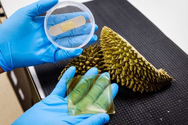 Different sizes of the durian-derived hydrogel patch, where it can be made large for surgical wounds or cut smaller for typical bandage size. Source: Nanyang Technological University