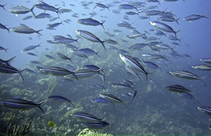 The typical marine "soundscape" comes from the snapping of shrimps, the rasping of sea urchins and fish vocalizations. Image credit: Pixabay.
