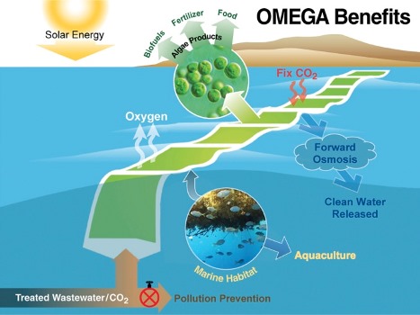 In the OMEGA system, microalgae use solar energy and get the desired nutrients from wastewater and CO2 to produce oil-rich biomass that can be transformed into biofuels. Source: NASA