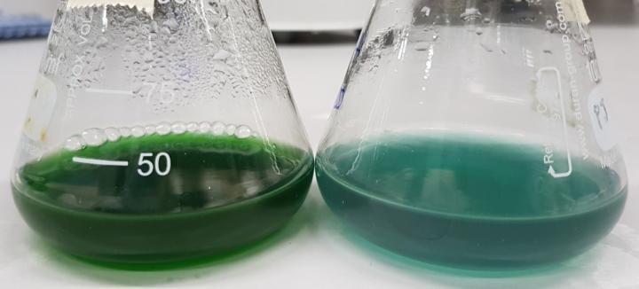 Bacteria producing chemicals with (L) and without (R) the bioderivitization step. With bioderivitization, the bacteria are healthier (darker green). Source: Patrik Jones/Imperial College London