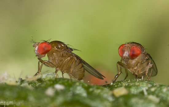 Image credit: Dr. Andrew Weeks