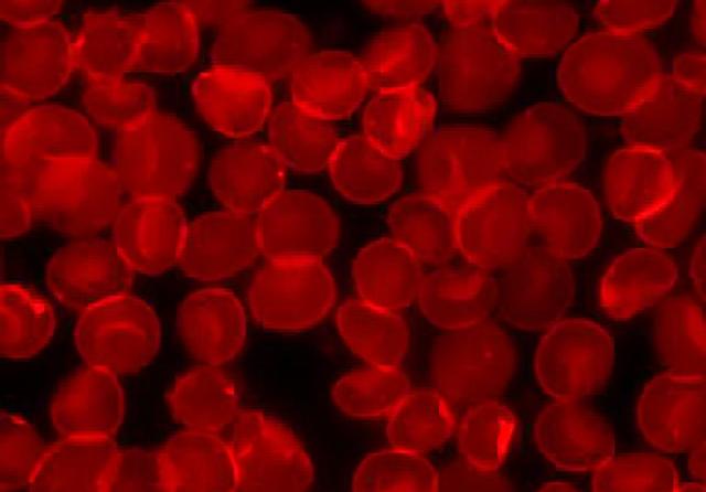 Engineering blood cells to fool filtration organs