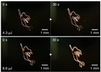 Image sequence of 2D graphics image known as “Mermaid” rendered by femtosecond laser-induced microbubbles.
