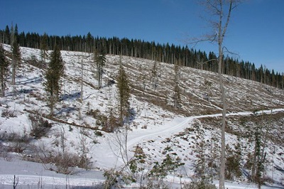 A research plot established in 1991 was used to study the effect of logging practices on runoff control and erosion. Source: Washington State University