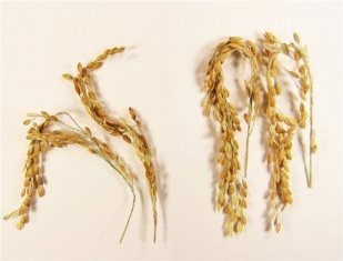 In addition to a near elimination of greenhouse gases associated with its growth, SUSIBA2 rice produces substantially more grains for a richer food source. Source: wikipedia.com