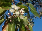 Eucalyptus oil contains monoterpenes that can be converted into fuel. Image credit: Pixabay
