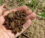 Current soil carbon is about 3,100 years old, and not the 450 years stipulated by many Earth system models. Image source: Pixabay.