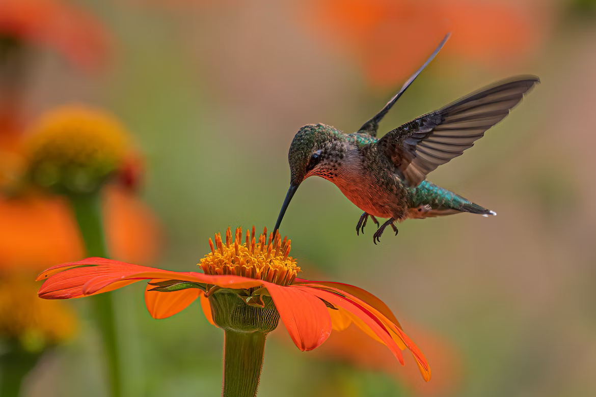 Figure 1. A hummingbird hovers near a flower. 