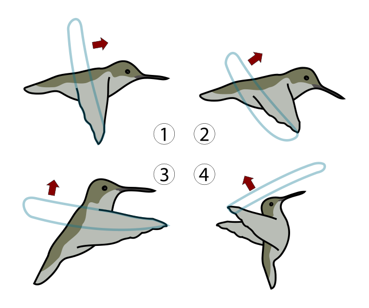 A Flapping Wing Drone Inspired By Birds Globalspec 