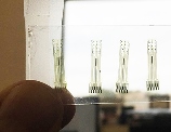 Electrodes made of glassy carbon. 