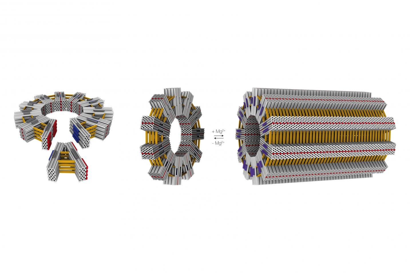 In a first step, scientists at the Technical University of Munich form V-shaped building blocks using DNA-origami techniques. Determined by the opening angle, a defined number of building blocks self-assemble into a gear-wheel. In a third step, these gear-wheels form tubes with sizes of virus-capsids. Source: Hedrik Deitz/TUM