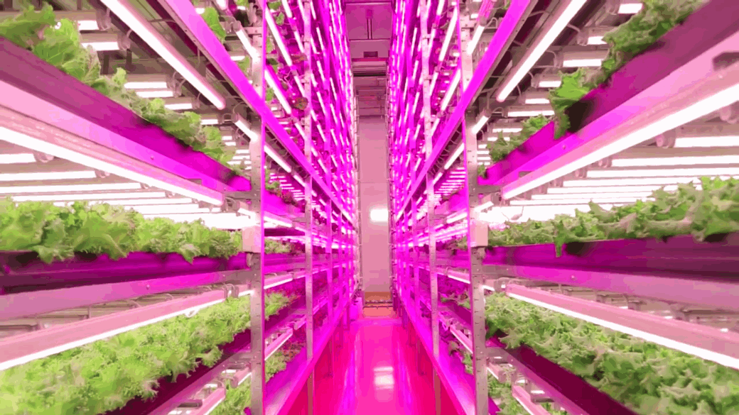 Advances in LED technology are helping to create an environment where vegetables can be produced at scale for maximum impact, according to GE Reports. (Source: GE Reports)