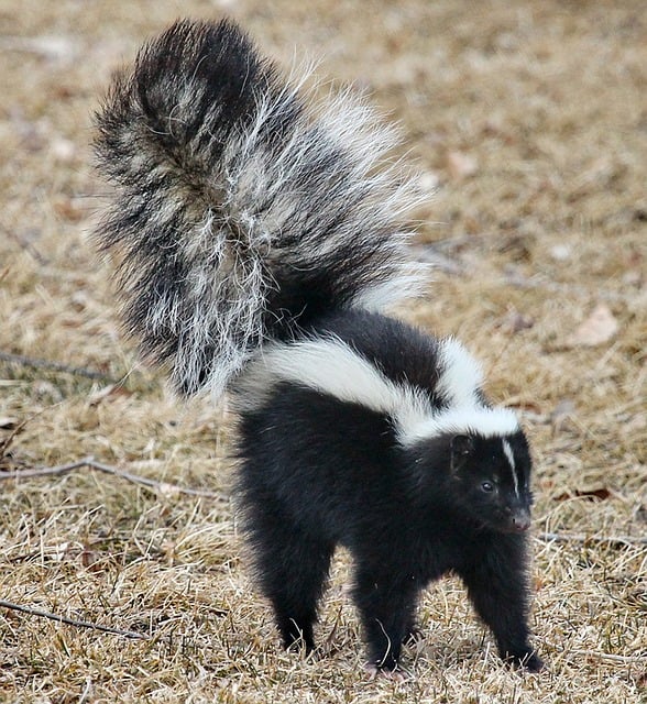 Researchers devise a solution for eliminating skunk spray odor | GlobalSpec