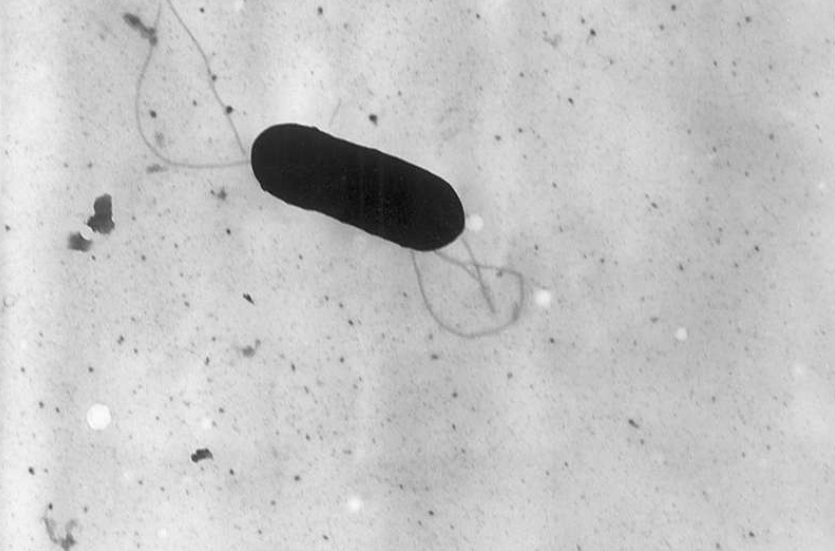 Electron micrograph of a flagellated Listeria monocytogenes bacterium, magnified 41,250X. Source: CDC/public domain