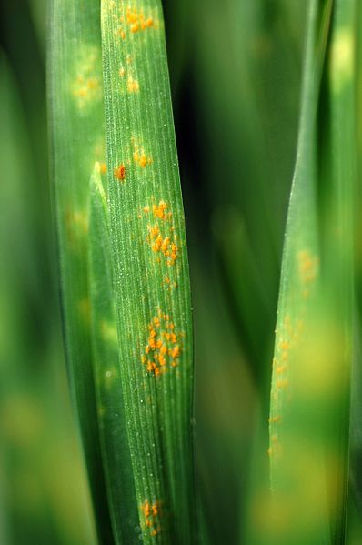 “Wheat Rust” could be detected early and stopped before spreading to other plants with indoor, vertical farming techniques.[4]