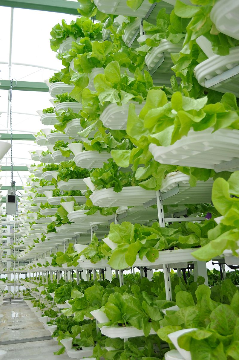 Source: Lettuce in an indoor, vertical farm. [2]