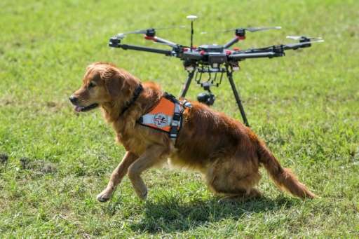 Golden retriever Capo sits next to a drone. Together they provide 'an eye in the air and a nose on the ground' for Swiss search and rescue operations. Source: Redog