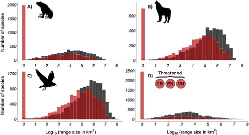 Range size frequencies for the entire known geographic range of species (dark grey bars) and range size frequencies of the same species after excluding areas of intense human pressure (red bars) for (A) amphibians, (B) mammals, (C) birds, and (D) threatened species. Source: C. O’Bryan et al.