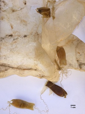 Eggs of the catshark (Scyliorhinus canicula) were identified on plastic debris. Source: Arnau Subías-Baratau et al.
