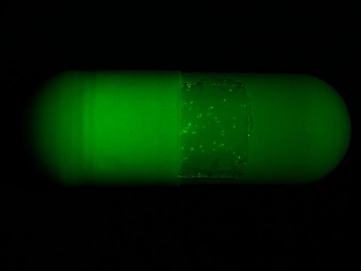 Researchers have created a silk film "security tag" to go on the surface of drug capsules. The photo was taken with a green filter for visibility. Source: Purdue University photo/Jung Woo Leem