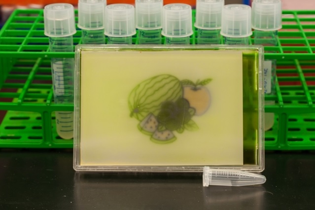 Researchers produced colored images on culture plates. Credit: Felix Moser/MIT