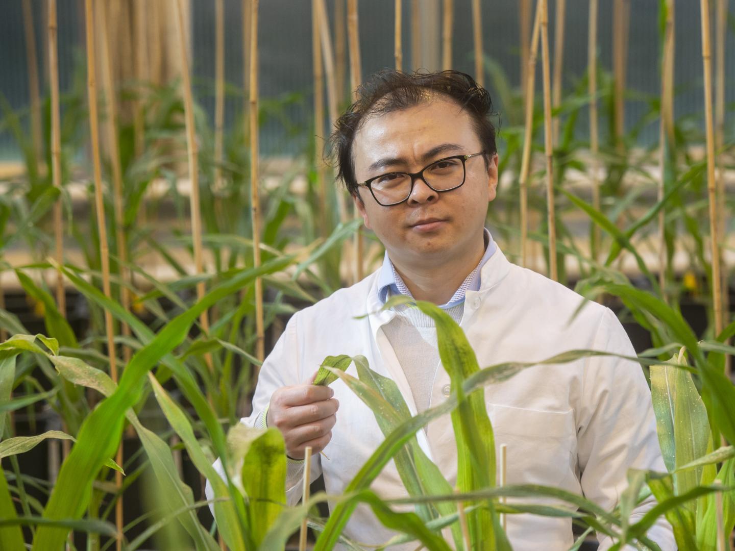 Amid young Maize plants: Dr. Peng Yu from the Institute of Crop Sciences and Resource Conservation (INRES) at the University of Bonn (Germany). Source: Barbara Frommann/University of Bonn