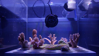 The film was evaluated with seven coral species in simulated coral bleaching event conditions. Source: Great Barrier Reef Foundation