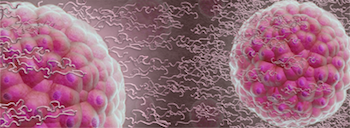 Hydrogel induces suspended animation for stem cells. 
