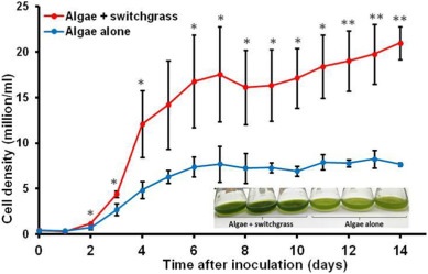 Comparison of A. protothecoides growth with and without augmentation with raw switchgrass (0.2 percent w/v). Source: Los Alamos National Laboratory