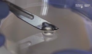 The self-healing gel is made from bacteria-killing viruses. Source: J.D. Howell/McMaster University