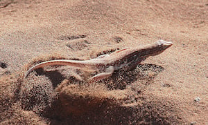 Applications for the new model could range from designing vehicles to understanding how lizards &ldquo;swim&rdquo; through sand. Image credit: Pixabay.