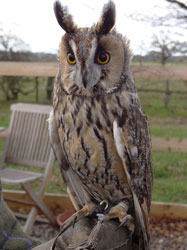 Research showed that the long-eared owl has a superior damping skill, meaning it can remain stable and eliminate mechanical noise. Source: Wikipedia 