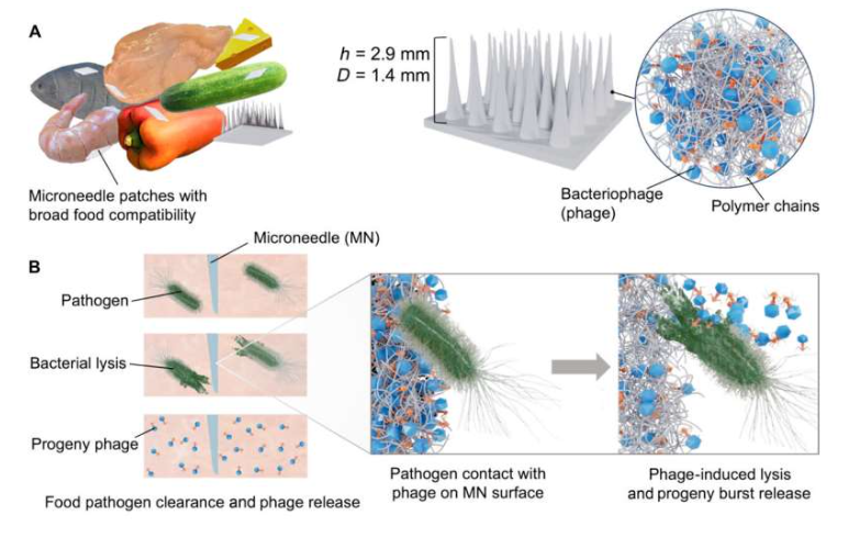 Bacteria Patch Virus-infused patches eliminate bacteria in tainted food | GlobalSpec