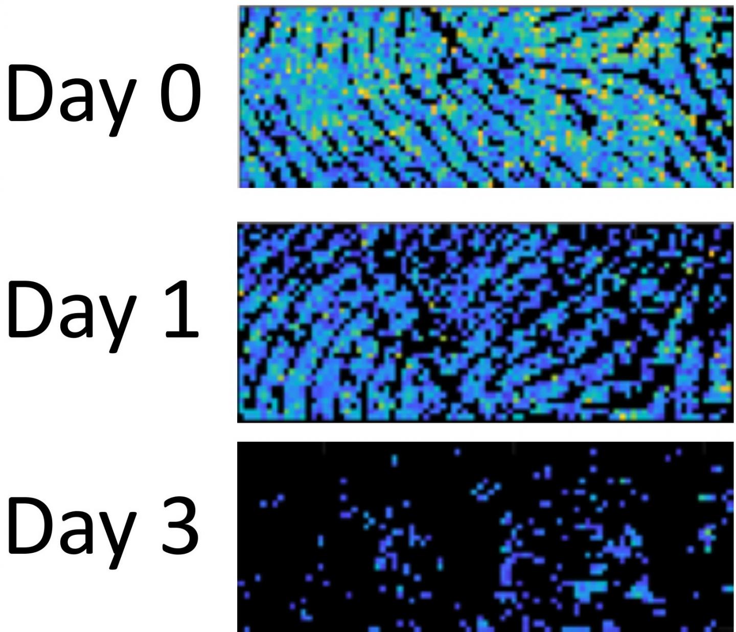 Levels of an unsaturated triacylglycerol decline in fingerprints from an individual from day 0 (top) to day 1 (middle) and day 3 (bottom). Source: Analytical Chemistry