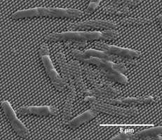 The team was able to demonstrate that the matrix of tiny barbs was able to kill bacteria with harming other cells in the eye. Image source: Mary Nora Dickson