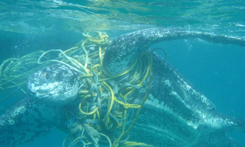 Live leatherback turtle entangled in fishing ropes, which increases drag, Grenada 2014. Source: Kate Charles, Ocean Spirits 