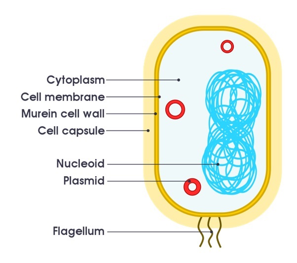 Simple diagram of a bacterium. Source: domdomegg/CC BY-SA 4.0