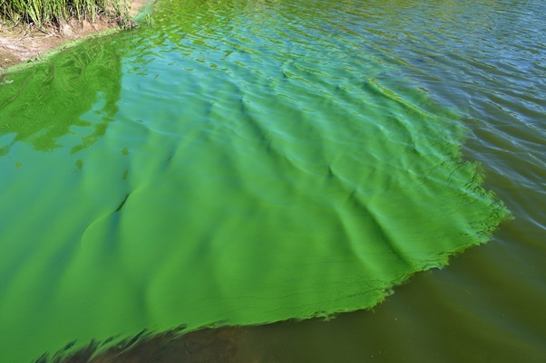 Bloom of cyanobacteria in a freshwater pond. Source: Christian Fischer/CC BY-SA 3.0