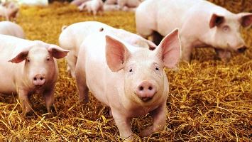 Waste generated from hog farms will be converted to renewable energy for power stations. Image source: Duke Energy.