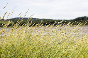 Grasslands cover much of the earth's surface. Image credit: Pixabay.
