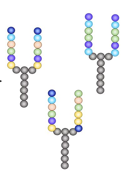 ASU scientists have recently met a challenge of developing a new class of antimicrobials, called synbodies, to safeguard the population against infectious threats -- all within a week. Source: Biodesign Institute, Arizona State University