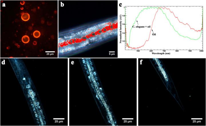 Dark-field image of crude oil droplets (a) and hyperspectral dark-field image of nematode intestine merged with hyperspectral crude oil mapping (b), obtained using reflected light spectra of intact crude oil and oil in intestine of C. elegans nematode (c). Dark-field microscopy images demonstrating the localisation of crude oil in the Dauer larvae nematodes' intestines after incubation for 42 h from L1 larvae stage: inside the foregut (d); in the midgut (e) and inside the hindgut (f). Source: Kazan Federal University