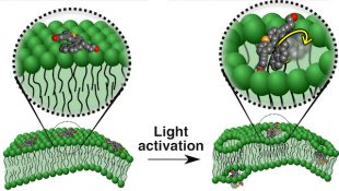 Motorized molecules that target diseased cells may deliver drugs or kill the cells by drilling into the cell membranes. The illustration shows a motorized molecule sitting atop a cell membrane (left) and molecules activated by ultraviolet light drilling into the bilayer membrane (right).  (Courtesy of the Tour Group/Rice University)